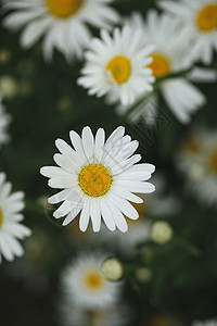 马兰菊背景图片
