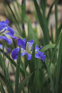 鸢尾属植物紫色鸢尾花背景
