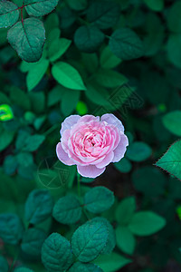 唯美粉色月季花小清新月季花背景