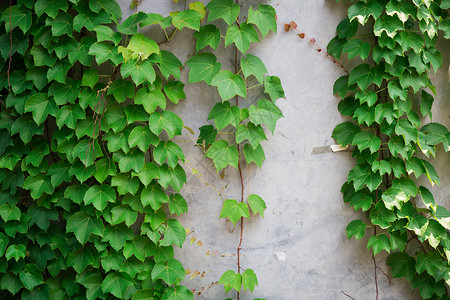 爬山虎外墙绿植木藤高清图片