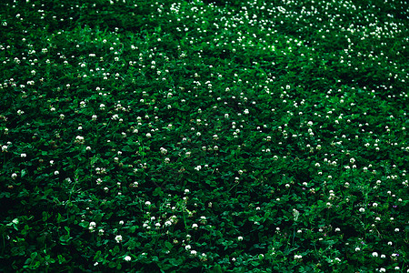 车轴草绿色绿色小花朵平铺背景背景
