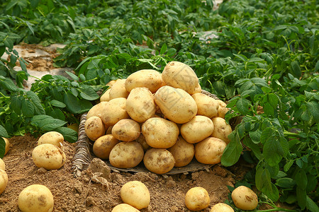 农家土豆收获背景图片