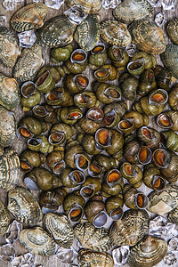海鲜田螺背景图片