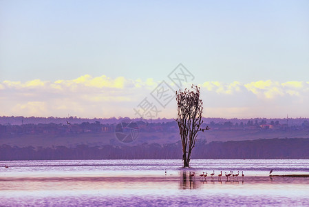 纳库鲁湖景观高清图片