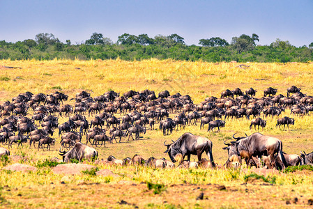 中型动物群迁徙中的角马群背景