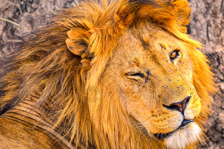 雄狮大型猫科类动物高清图片