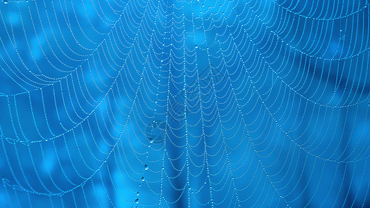 蓝色蜘蛛网微距露珠背景