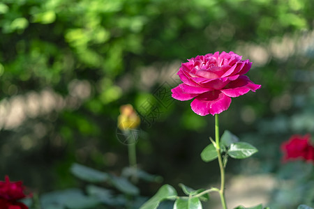 玫瑰花妩媚月季花高清图片