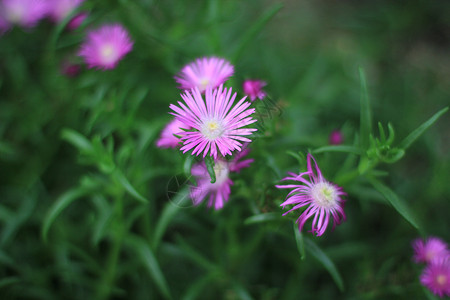 初夏粉紫色小花松叶菊背景