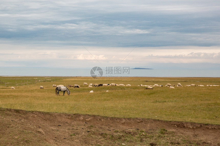 青海湖岸边的牧场图片