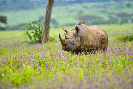 非洲黑犀牛自然犀牛的高清图片