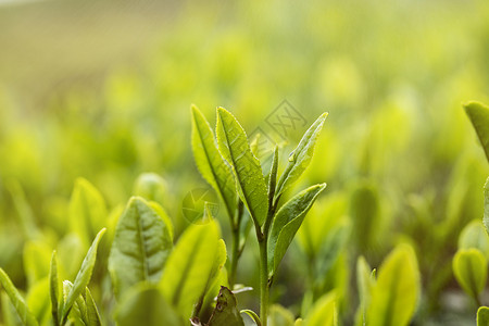 绿色谷雨茶叶背景