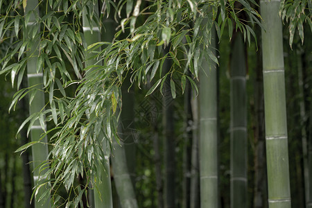 夏竹竹林背景