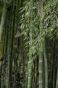 夏季竹林图片