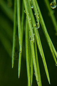 水珠背景图片