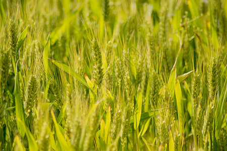 小麦上的露水农田背景
