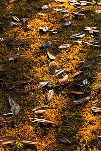 落叶秋天黄色背景图片