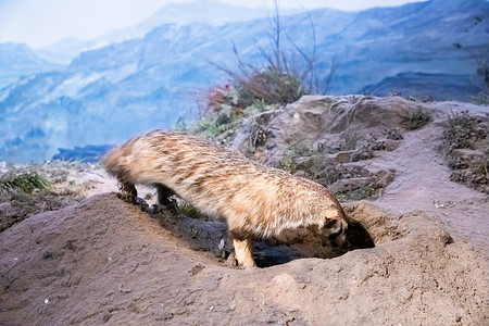 岩石标本动物标本猫鼬背景