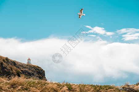 哥克塔新西兰奥塔哥海峡背景