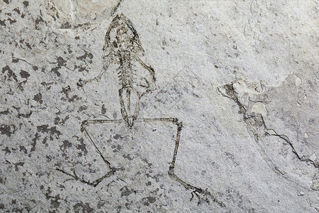 远古动物动物标本化石背景