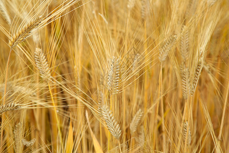 金色的小麦成熟的麦穗背景