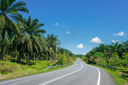 热带雨林公路道路高清图片