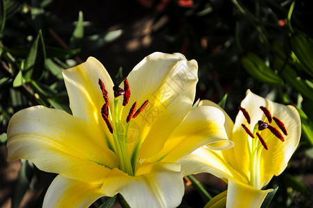 黄色百合花背景