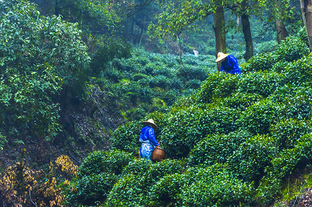 茶采摘采茶人背景