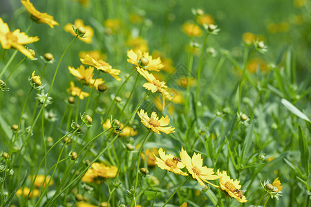 夏天的小野花背景图片