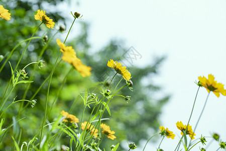 近拍夏天的小野花背景
