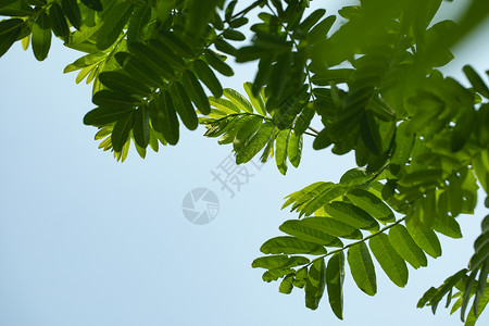 夏天的天空和树叶高清图片