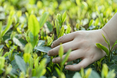 摘茶采茶女性的手茶嫩叶高清图片