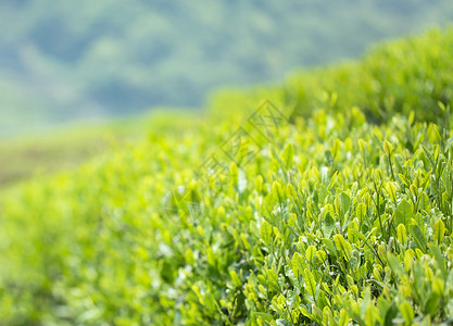 龙坞茶镇春天的嫩茶芽背景