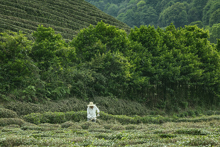 茶农图片