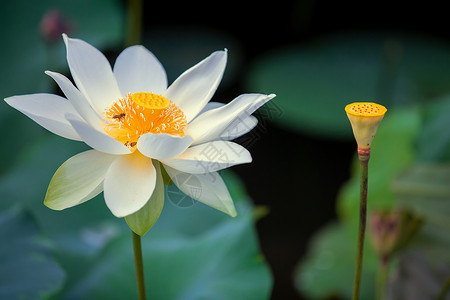 白睡莲 花卉白花草高清图片