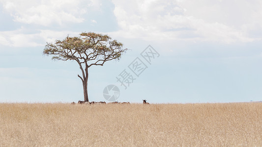 非洲树肯尼亚马赛马拉大草原背景