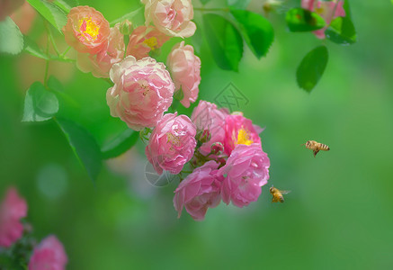 蔷薇花开夏之色彩高清图片