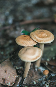 森林里的野蘑菇图片