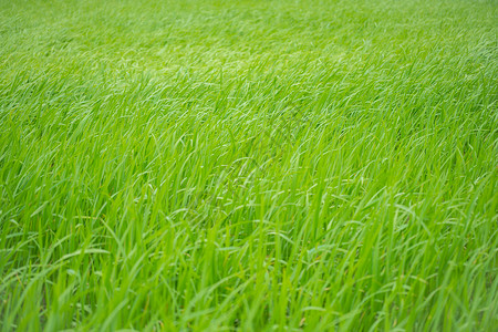 绿色水草湿地大片绿色芦苇背景
