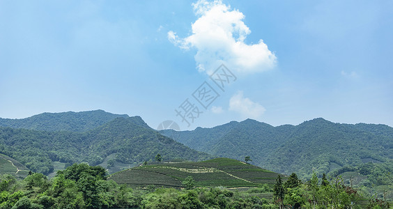 天然茶叶茶园背景