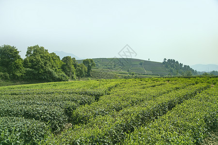 茶园背景图片