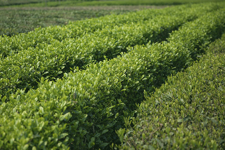 天然生态茶园春天的茶园背景