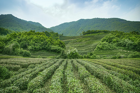 杭州径山茶园背景