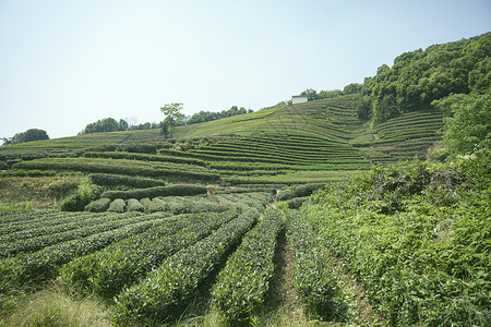 茶园图片