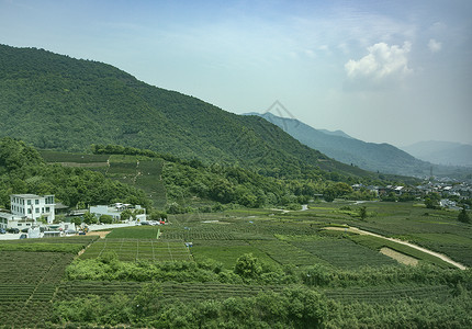 茶园背景图片