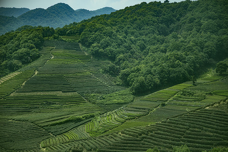 清新茶叶茶园背景