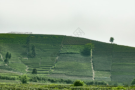 茶园背景图片