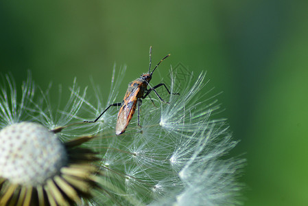 昆虫虫子种子虫高清图片