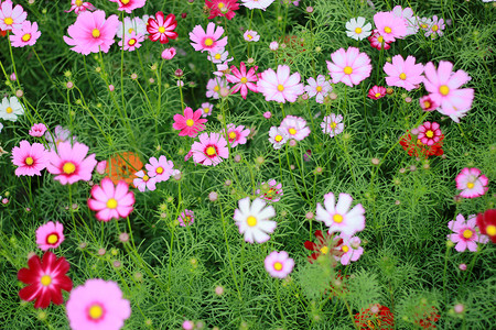 格桑花背景图片