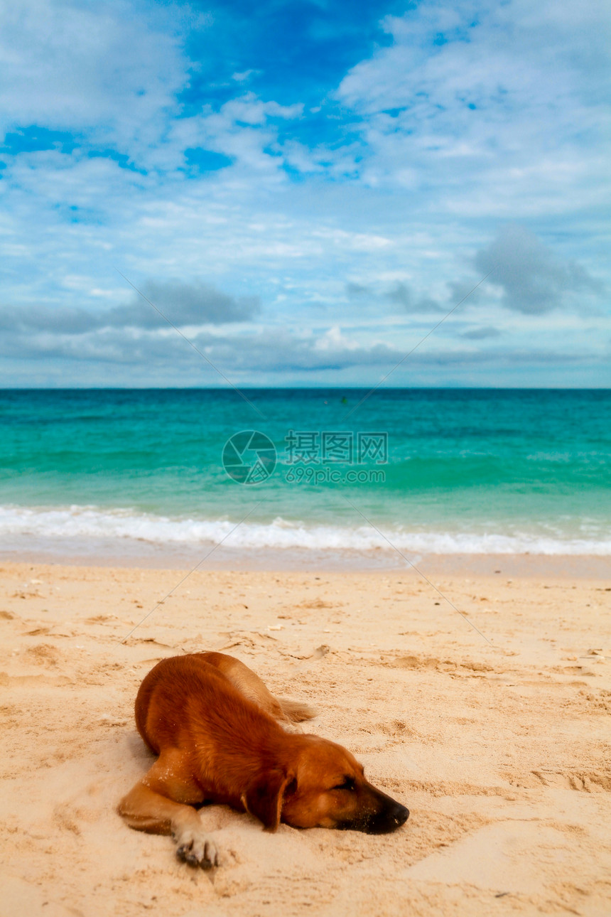沙滩上享受生活的狗图片